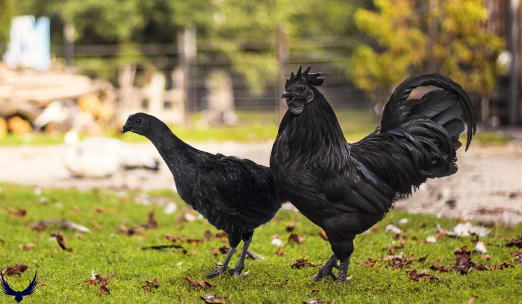 names for black chickens
black chicken names