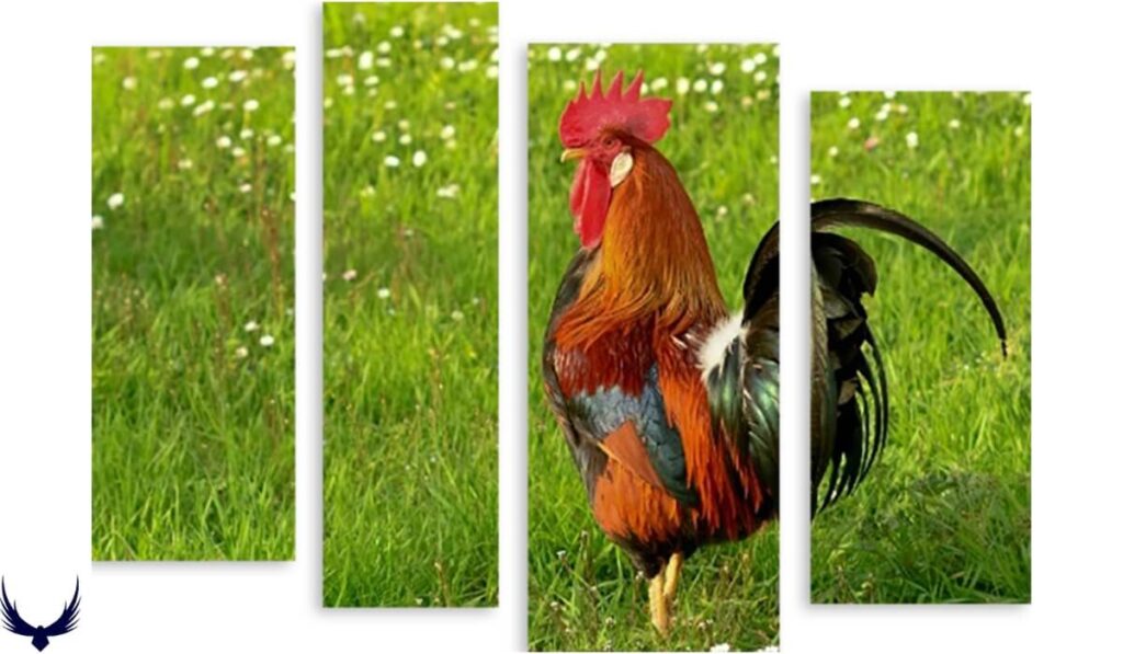 rooster names
funny rooster names
rooster names funny
another name for rooster
good rooster names
rooster names male