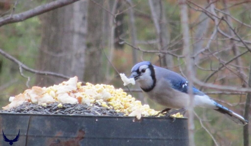 What do Blue Jays Eat?
What do Blue Jays Eat in the Wild?
What do Blue Jays Eat in the Winter?
What does a Blue Jays Eat?