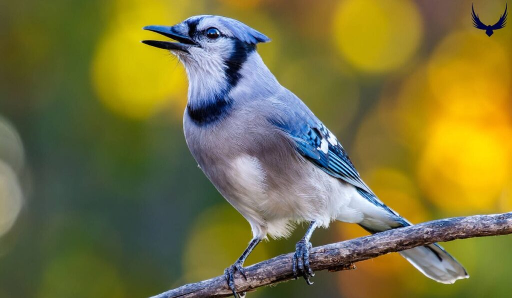 What Animals Eat Blue Jays 2024
What Birds Eat Blue Jays?
What Eat Blue Jays 2024 
How do Blue Jays Protect Themselves from Predators?