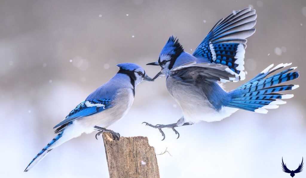 What Animals Eat Blue Jays 2024
What Birds Eat Blue Jays?
What Eat Blue Jays 2024 
How do Blue Jays Protect Themselves from Predators?