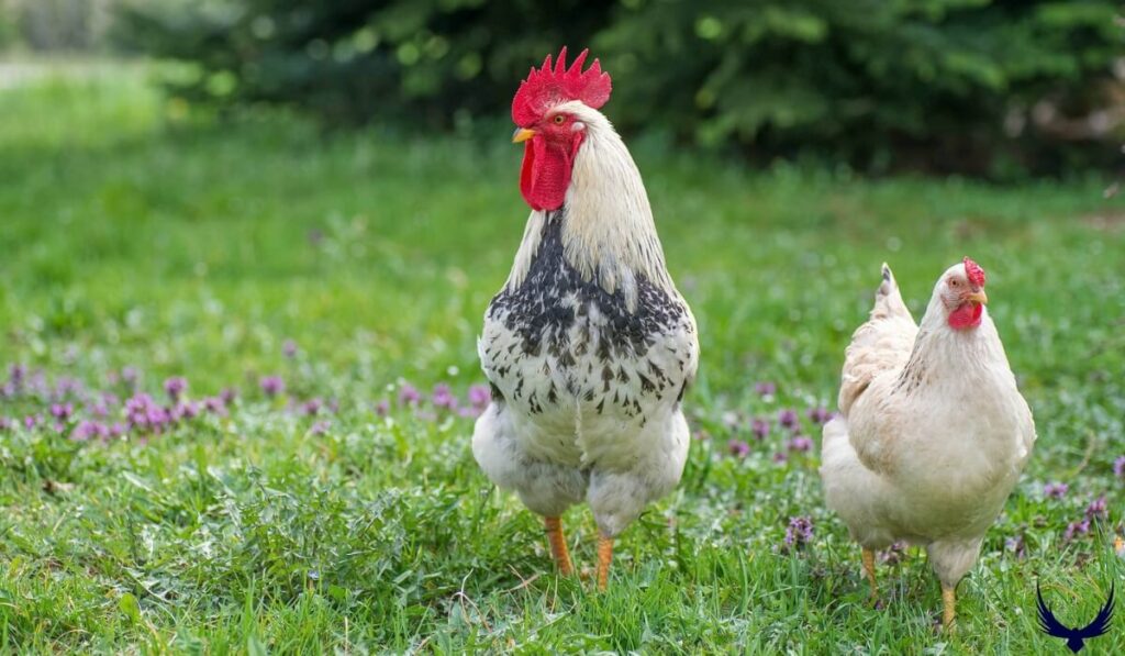 Funny Chicken Names 
Cute Chicken Names
Good Chicken Names 
chicken names funny
Unique Chicken Names 