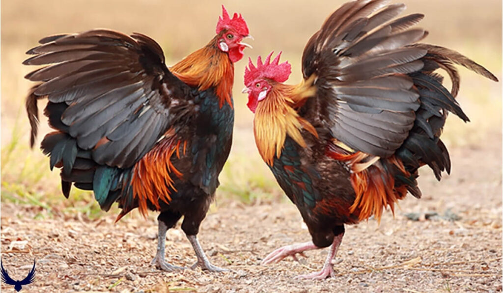 rooster names
funny rooster names
rooster names funny
another name for rooster
good rooster names
rooster names male