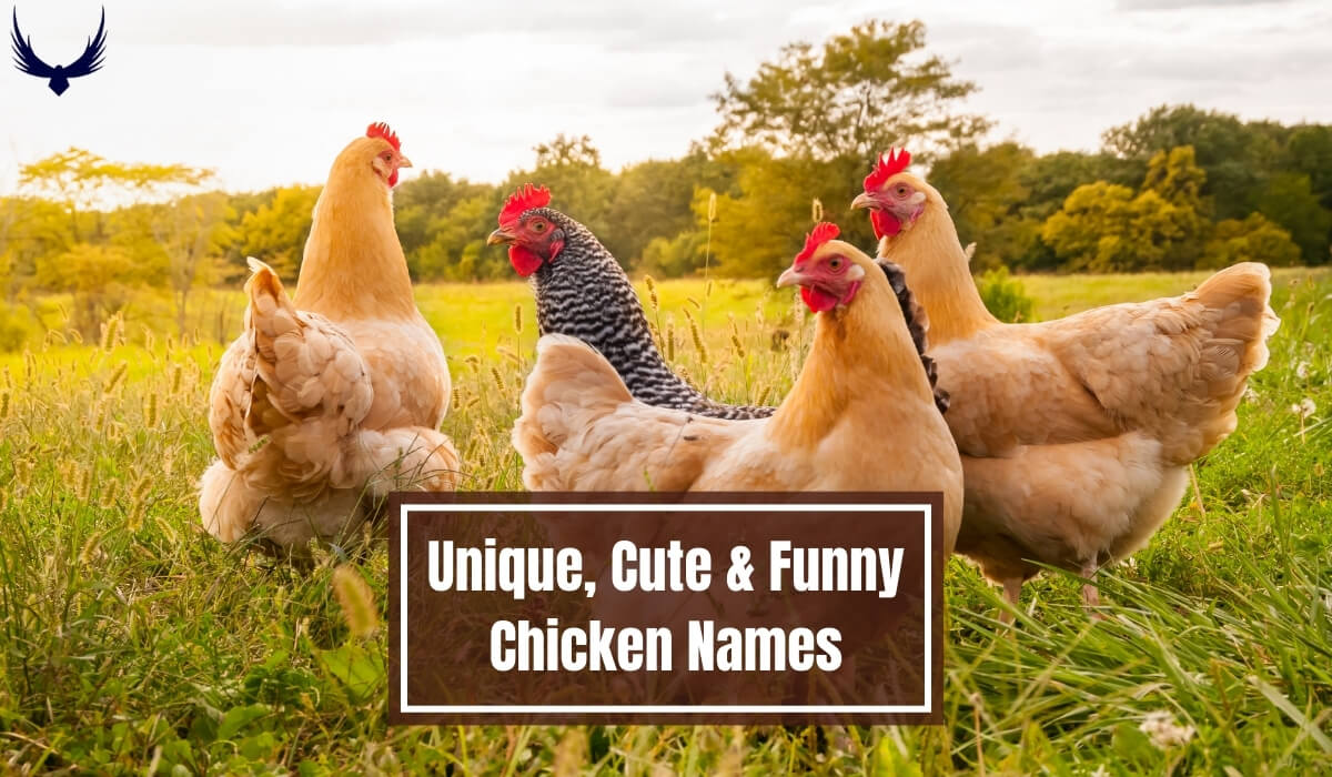 Funny Chicken Names  Cute Chicken Names Good Chicken Names  chicken names funny Unique Chicken Names 