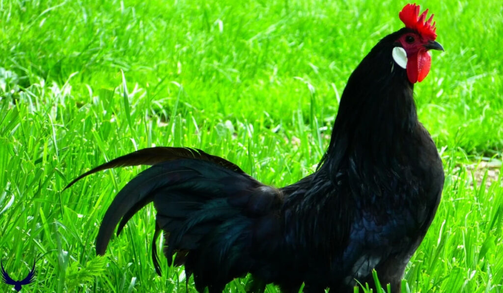 Names for Black Chickens: List of 250+ Unique & Cute Names