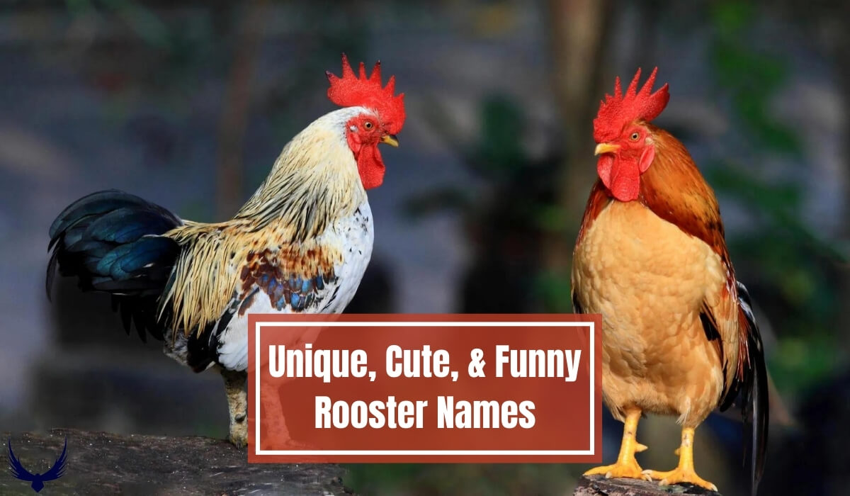 rooster names funny rooster names rooster names funny good rooster names rooster names male