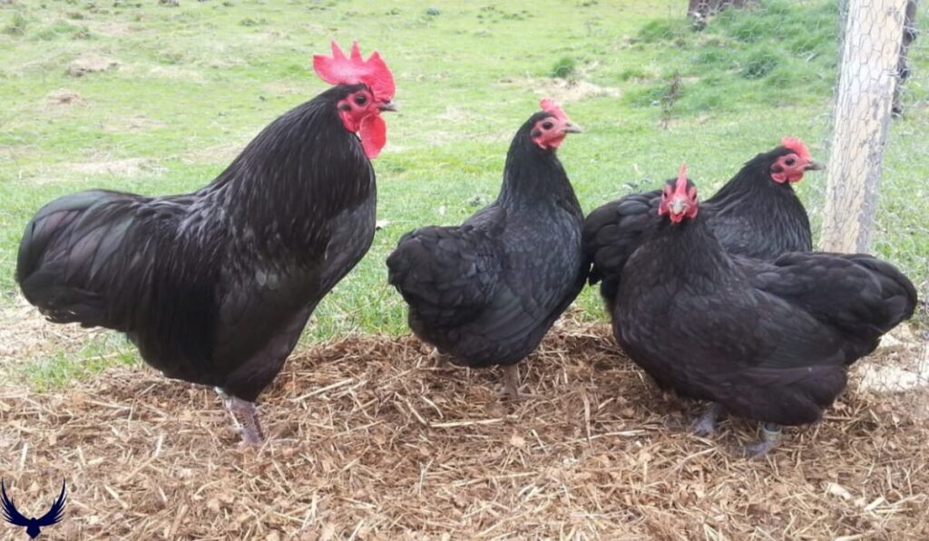 names for black chickens
black chicken names