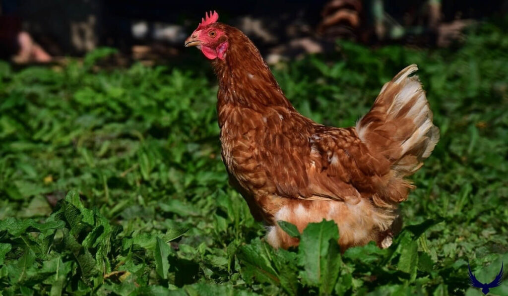 Funny Chicken Names 
Cute Chicken Names
Good Chicken Names 
chicken names funny
Unique Chicken Names 