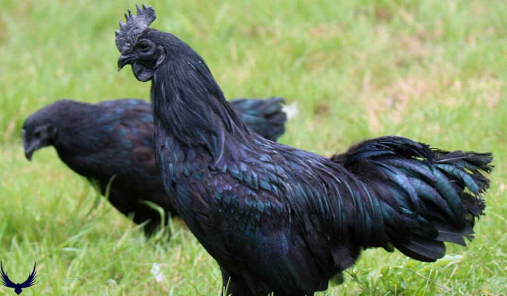 names for black chickens
black chicken names