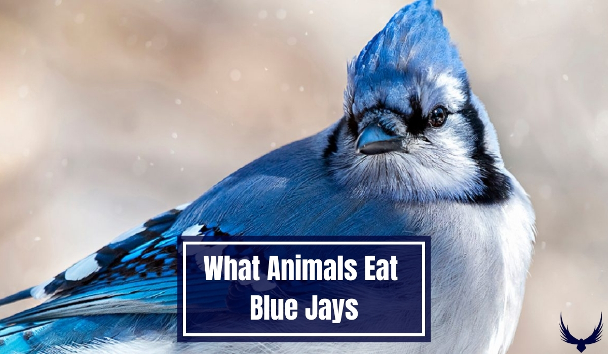 What Animals Eat Blue Jays 2024 What Birds Eat Blue Jays? What Eat Blue Jays 2024  How do Blue Jays Protect Themselves from Predators?