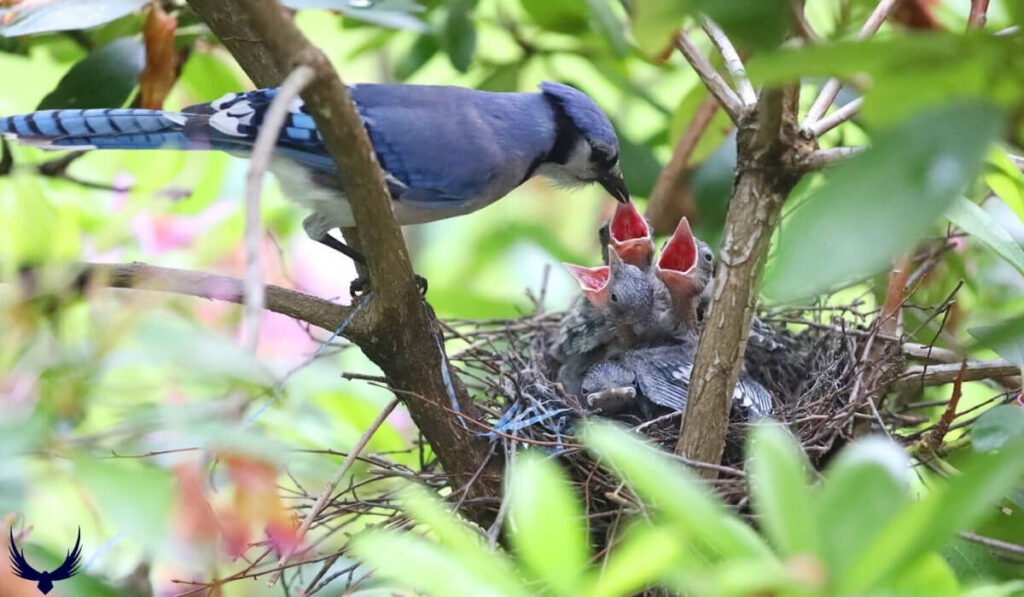 What Animals Eat Blue Jays 2024
What Birds Eat Blue Jays?
What Eat Blue Jays 2024 
How do Blue Jays Protect Themselves from Predators?