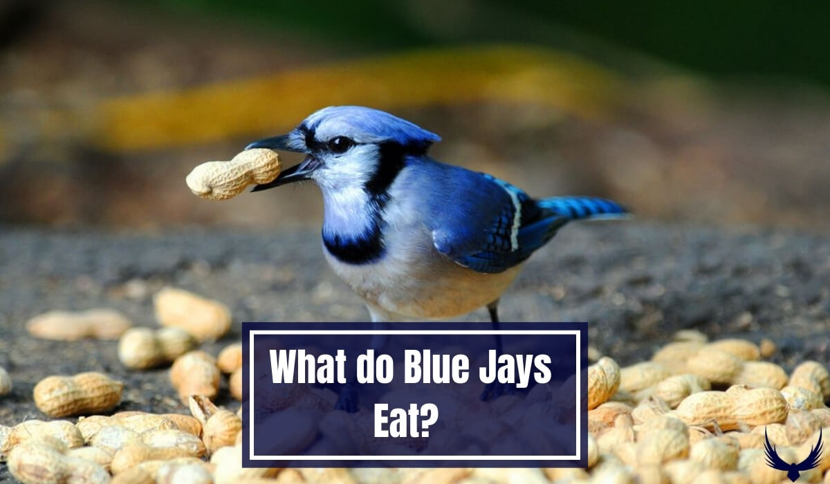 What do Blue Jays Eat? What do Blue Jays Eat in the Wild? What do Blue Jays Eat in the Winter? What does a Blue Jays Eat?