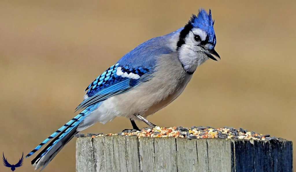 What do Blue Jays Eat?
What do Blue Jays Eat in the Wild?
What do Blue Jays Eat in the Winter?
What does a Blue Jays Eat?