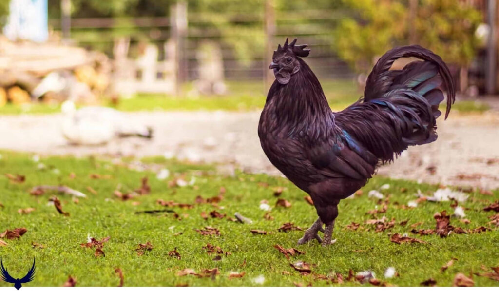 names for black chickens
black chicken names