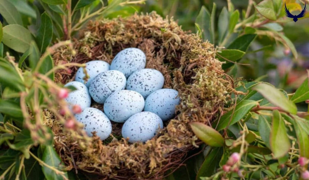 blue jays nesting season 
blue jays nesting habits 
blue jays nesting time 
blue jay nesting habits 
blue jay nesting period 
blue jay nesting season 
blue jay nest building 
blue jay nest and eggs 
blue jay nest location 
blue jay nests