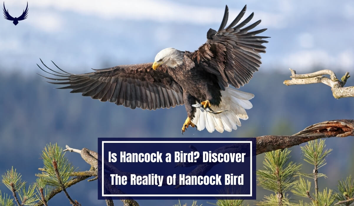 is hancock a bird? is hancock a type of bird? is a hancock a bird? is a hancock a type of bird? is a hancock a kind of bird?