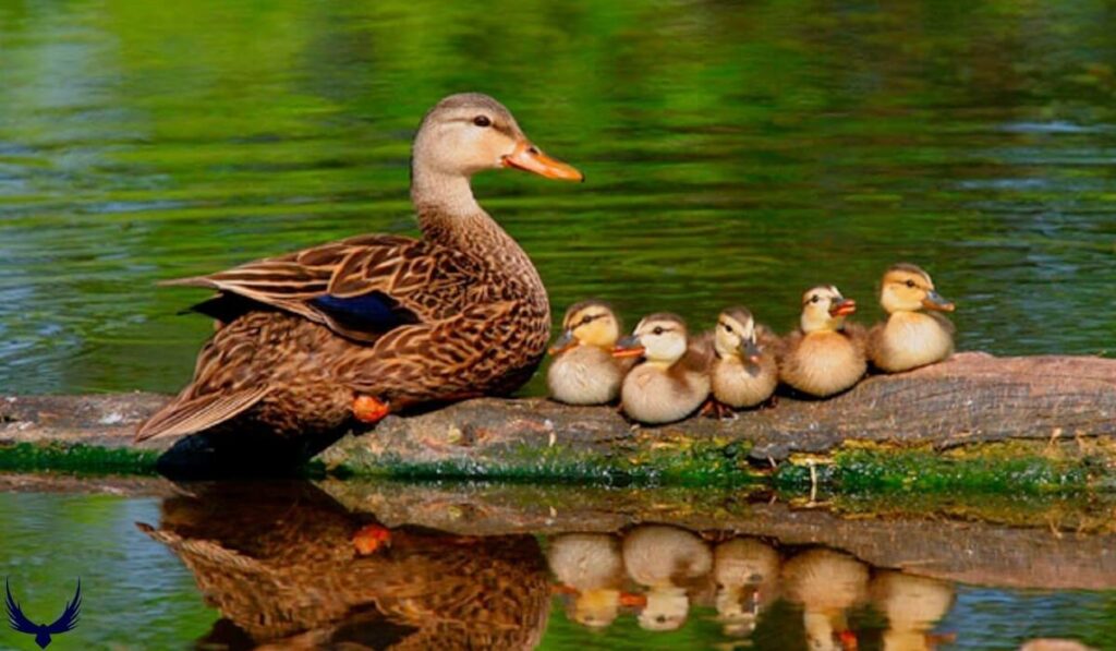 Funny Duck Names
Cute Names for Ducks