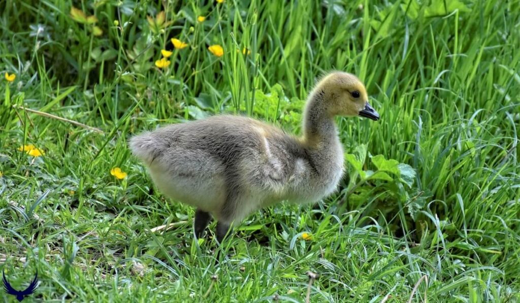 goose names
geese names
names for geese