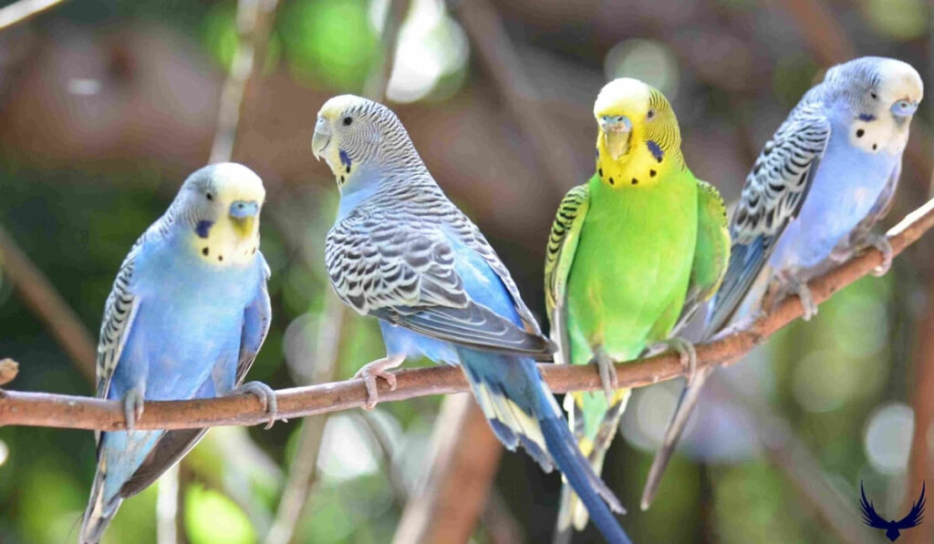 Parakeet Names
Names for Parakeets 