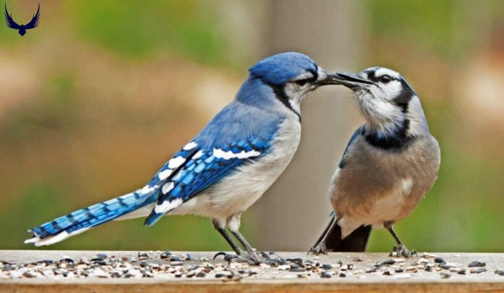 Do Blue Jays Mate for Life
Blue Jays Mating Habits
Blue Jays Mating Seasons