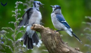 Do Blue Jays Mate for Life? Uncovering the Complex World of Monogamous Birds