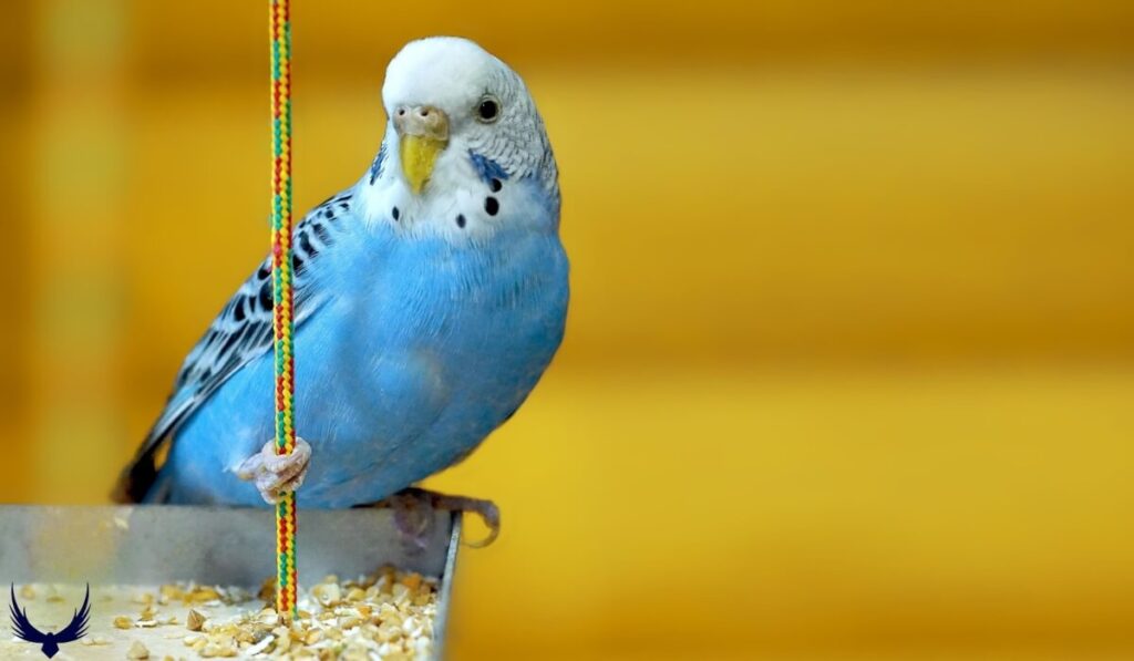 Parakeet Names
Names for Parakeets 