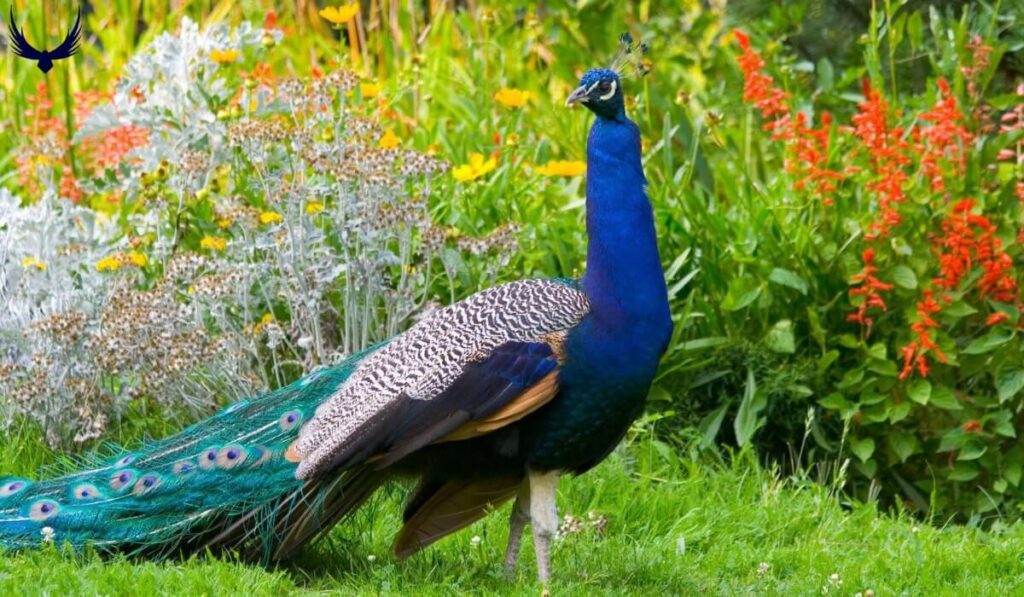 Peacock Names
Names for Peacock