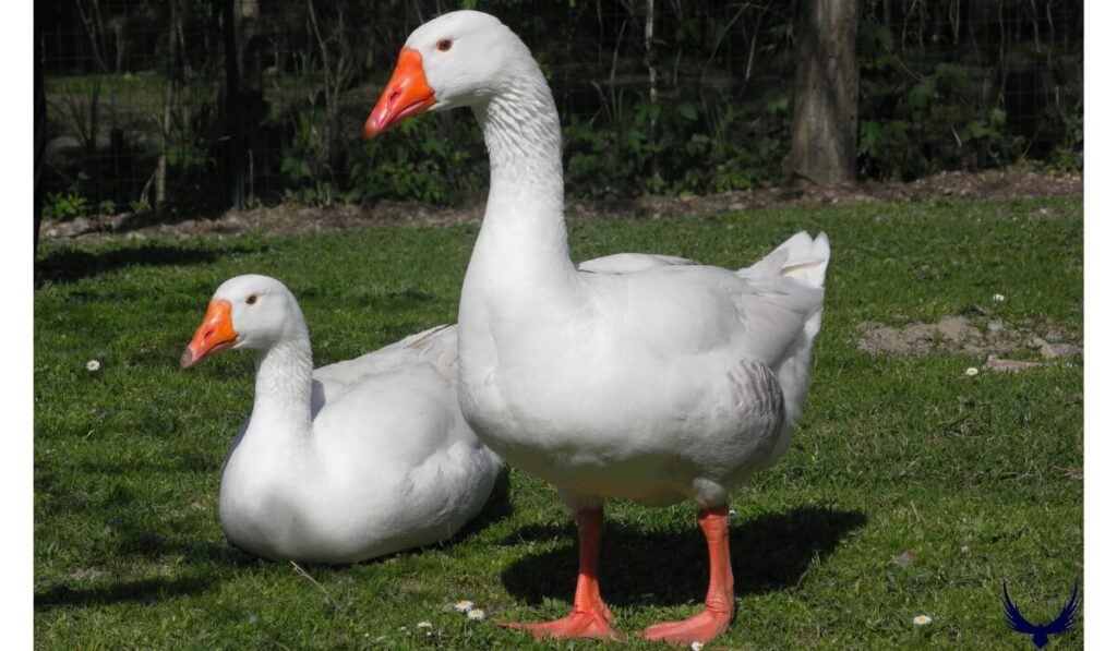 goose names
geese names
names for geese