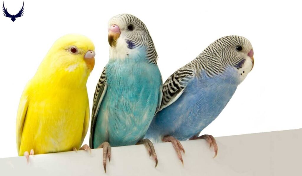 Parakeet Names
Names for Parakeets 