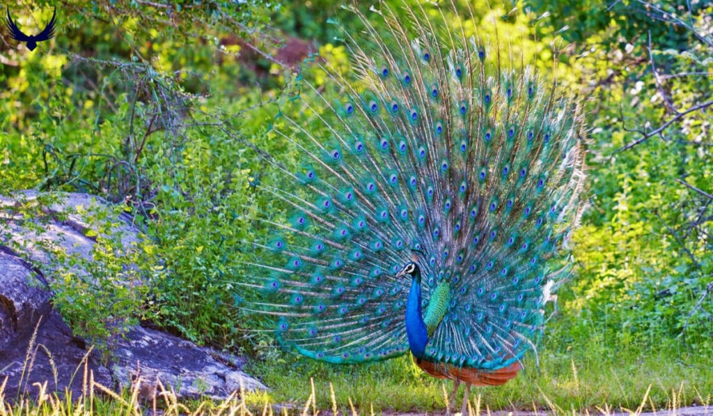 Peacock Names
Names for Peacock