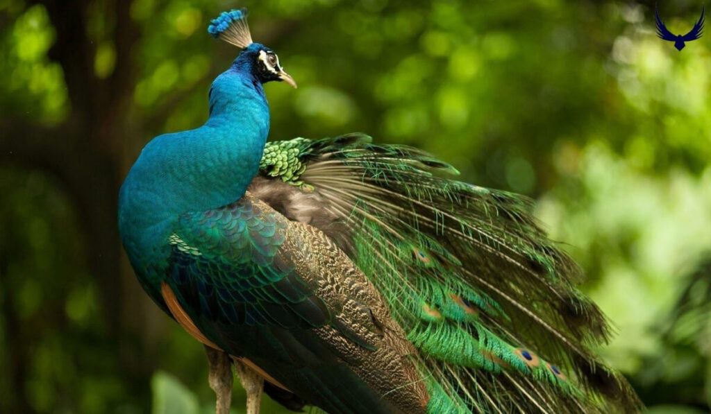 Peacock Names
Names for Peacock