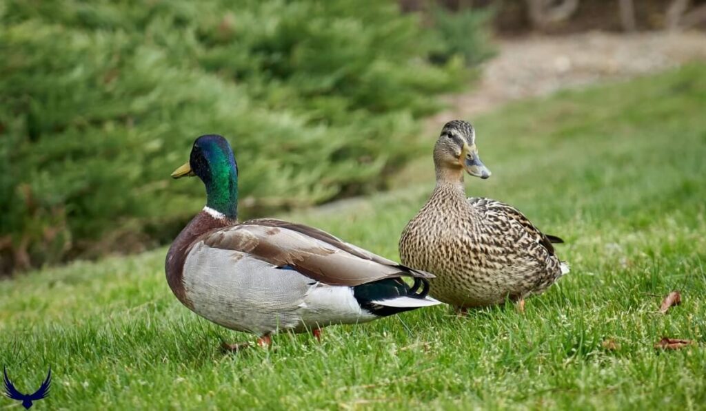 Funny Duck Names
Cute Names for Ducks