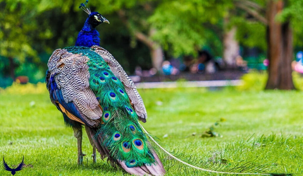 Peacock Names
Names for Peacock