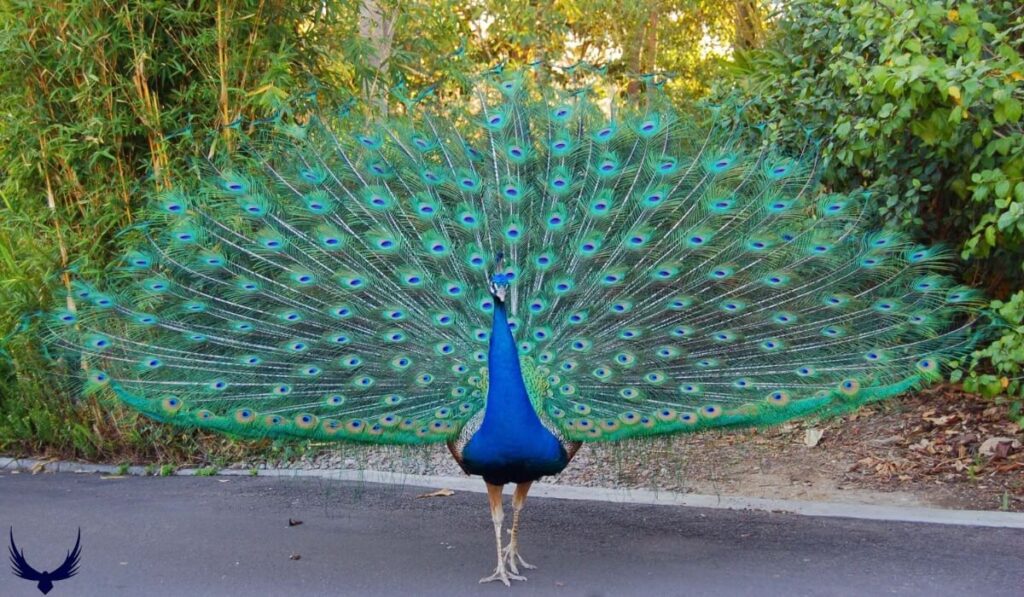 Peacock Names
Names for Peacock