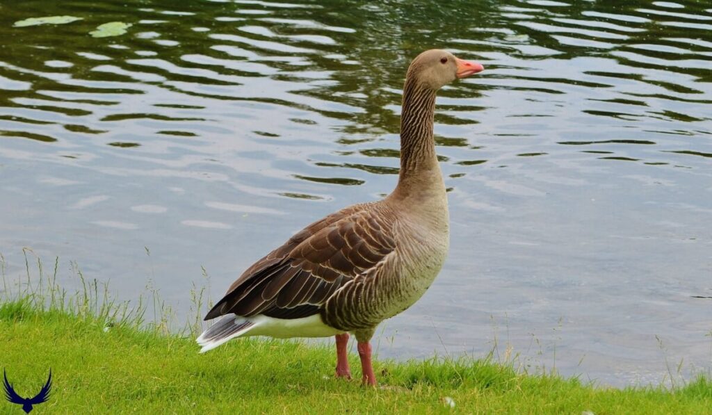 goose names
geese names
names for geese