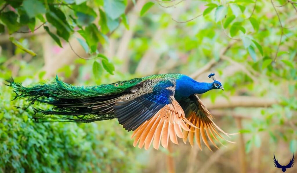 Peacock Names
Names for Peacock