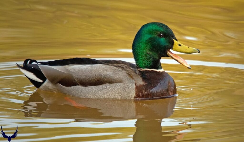 Funny Duck Names
Cute Names for Ducks