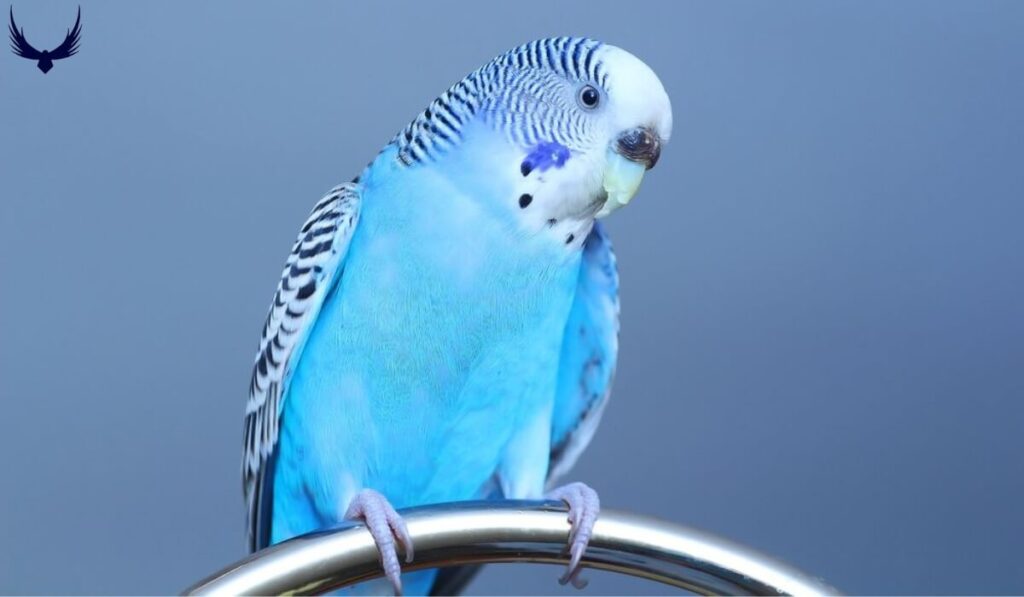 Parakeet Names
Names for Parakeets 