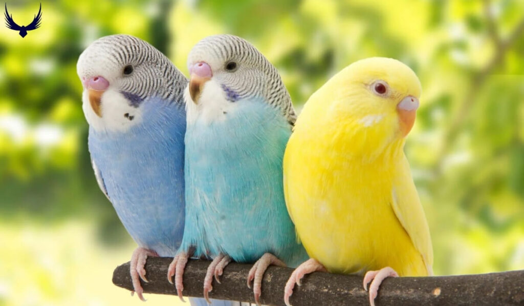 Parakeet Names
Names for Parakeets 