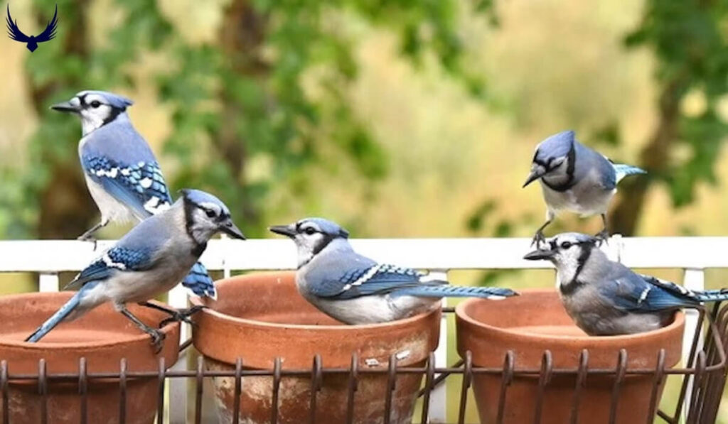 do blue jays migrate?
do blue jays migrate in the winter?
when do blue jays migrate
do blue jays migrate south