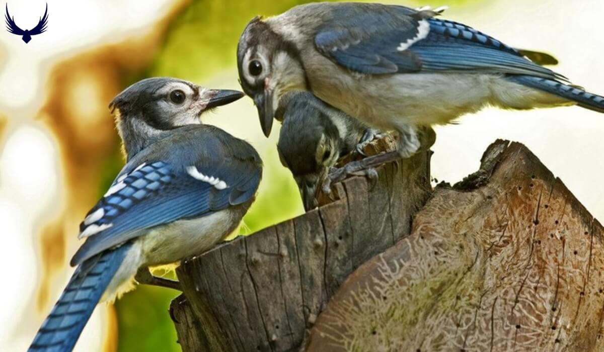 Do Blue Jays Mate for Life? (Blue Jays Mating Habits 2024)