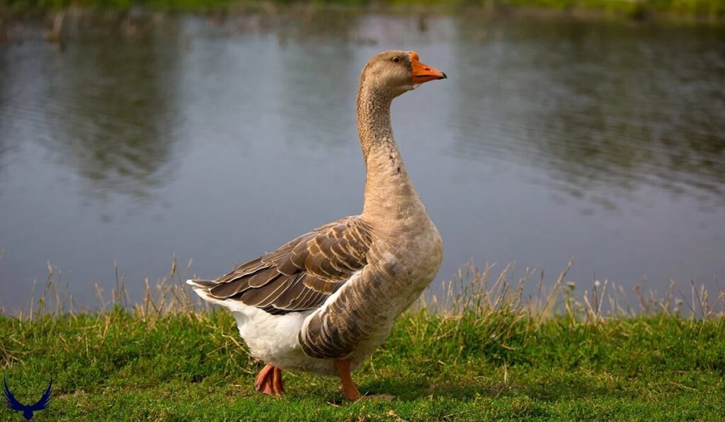 goose names
geese names
names for geese