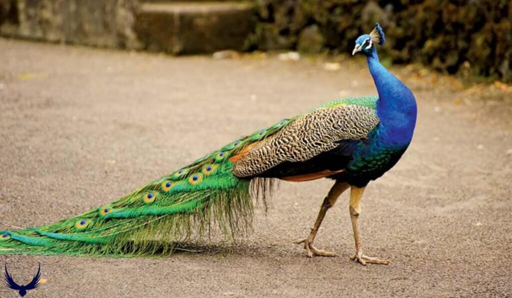 Peacock Names
Names for Peacock