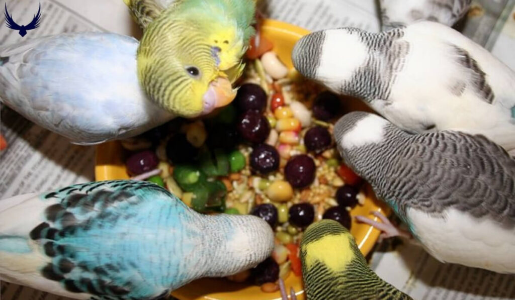 what do parakeets eat
parakeets diet
what vegetables can parakeets eat
what fruits can parakeets eat
what can parakeets eat