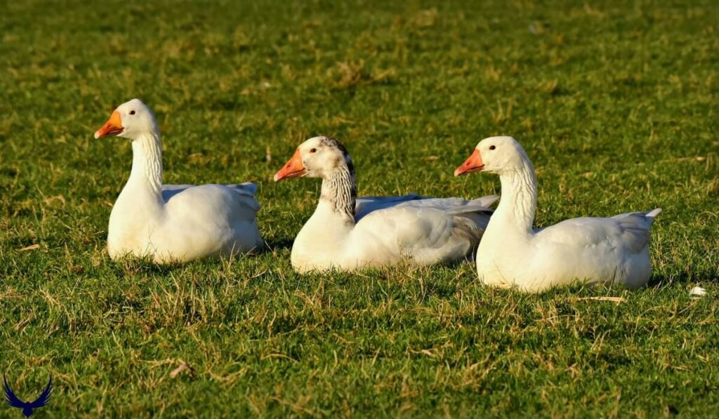 Funny Duck Names
Cute Names for Ducks