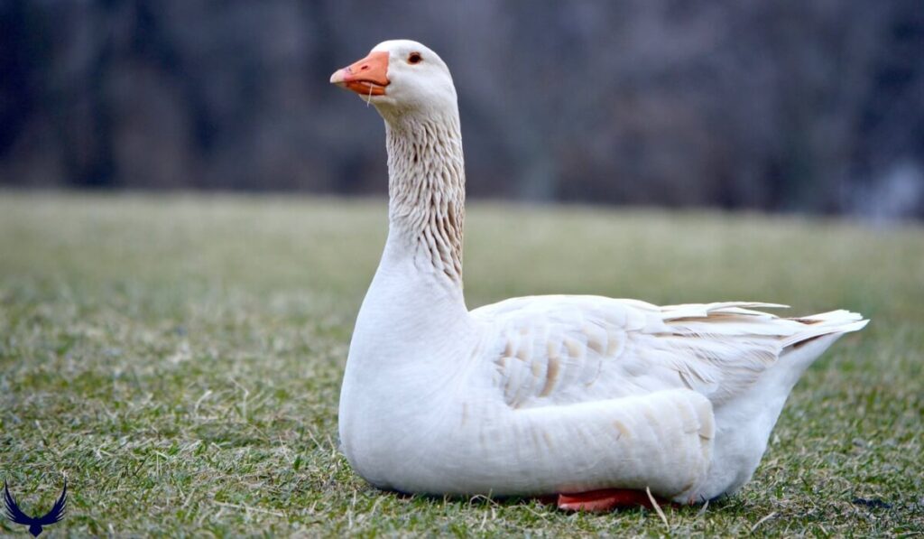 goose names
geese names
names for geese