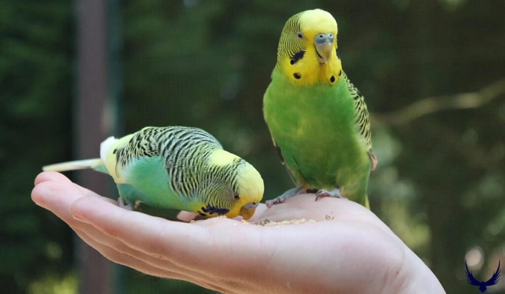 Parakeet Names
Names for Parakeets 