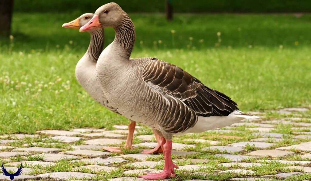 goose names
geese names
names for geese