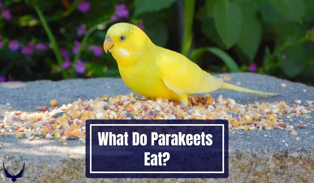 what do parakeets eat parakeets diet what vegetables can parakeets eat what fruits can parakeets eat what can parakeets eat