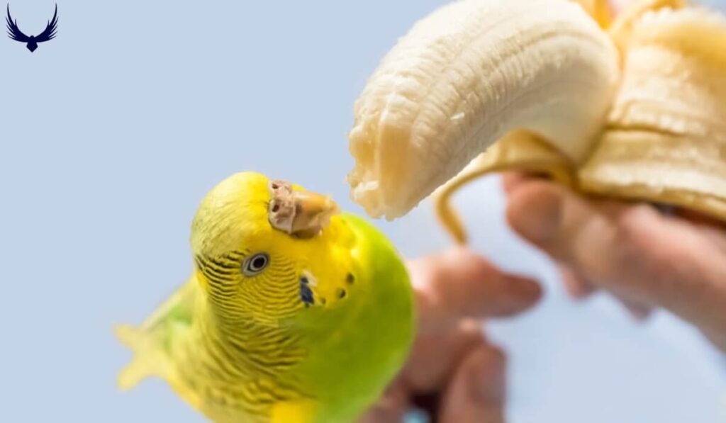 what do parakeets eat
parakeets diet
what vegetables can parakeets eat
what fruits can parakeets eat
what can parakeets eat